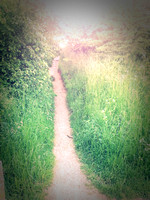 desire lines